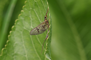 A beautiful Mayfly,  Ephemera vulgata, perching on a leaf growing at the edge of a river in spring in the UK.