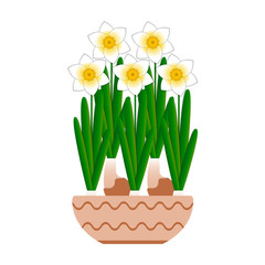 Narcissus bloom in a ceramic pot. White background.