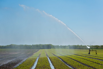 Agricultural farming irrigation, watering a crop in summer 