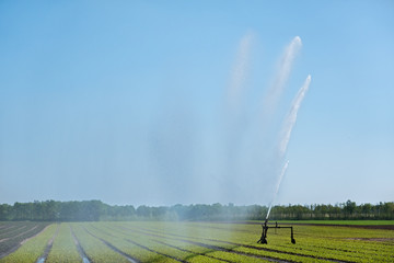 Agricultural farming irrigation, watering a crop in summer 