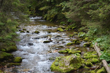 Dolina Kościeliska, potok © Ewa
