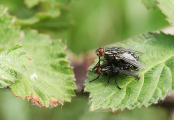 A mating pair of Flesh Fly, perching on a leaf in spring in the UK. 