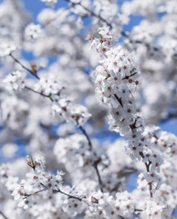 Cherry blossoms in spring. Beautiful white flowers against blue sky