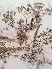Close up of a brown dried fruit covered with frost on a background of white snow