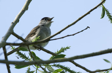 A singing male Blackcap, Sylvia atricapilla, perching on a branch of a Willow tree in spring.