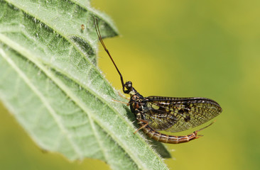 A beautiful Mayfly,  Ephemera vulgata, perching on a stinging nettle leaf growing at the edge of a river in springtime in the UK.