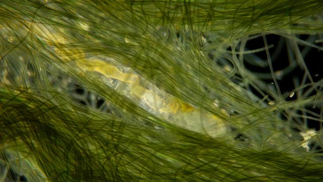 worm Nais sp. under a microscope, the Tubificidae family, a subclass of Oligochaeta, feed on plant foods (algae) and the remains of dead organisms, sometimes protozoa