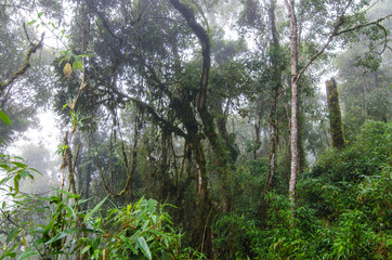 Spend a few days in the largest rainforest in the world. Find out that there are some plants that...
