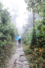 Fototapeta premium Spend a few days in the largest rainforest in the world. Find out that there are some plants that hide pure water and many other secrets inside them.