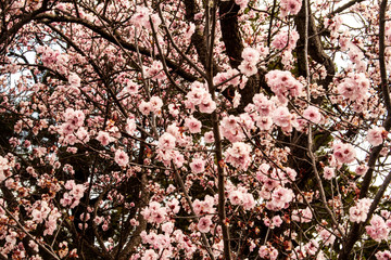 Cherry Blossom in Spring