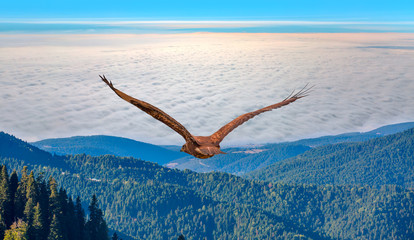 Red-tailed Hawk flying over the mountains and clouds with sky background