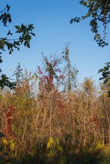 Autumn trees on blue sky background on a sunny day
