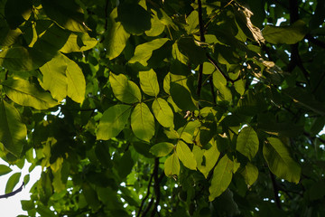 Walnut leaves on a background of sunlight coming through the crown of leaves, bottom view