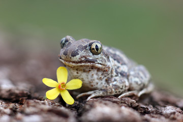 funny greeting card with a frog and flowers