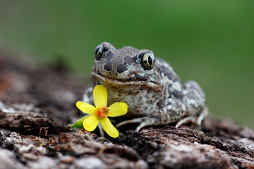 funny greeting card with a frog and a flower