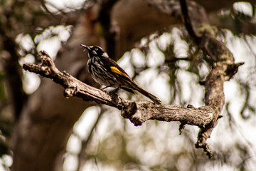 Honeyeater