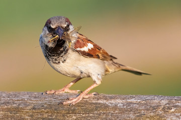 Haussperling mit Beute