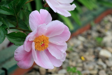 Fototapeta premium 아름다운 모란꽃