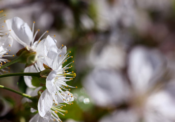 blooming garden with white buds close up on a blurred natural background