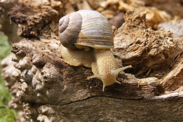 An ordinary in shell garden snail crawling on a stump.