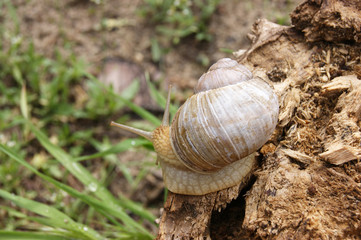 An ordinary in shell garden snail crawling on a stump.