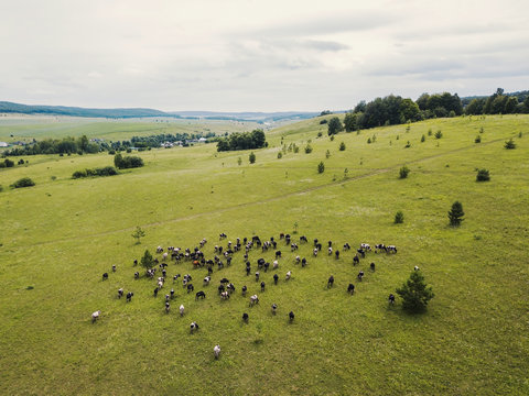 Cows graze in a meadow in a field. Aerial view from above from a drone. Picture from the top. Pasture and green grass. Panoramic shot. Farming and agricultural concept.