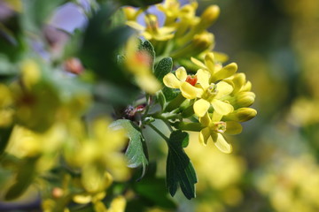 american currant blossom in the spring garden