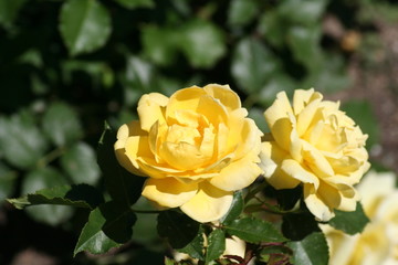 Rosa Gold Bunny