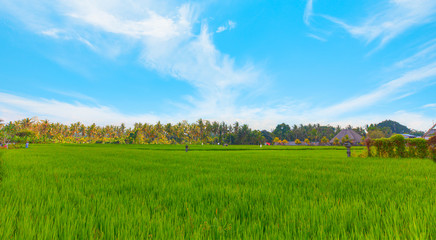 Green rice fields - Bali island, near Ubud, Indonesia