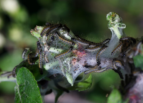 garden pests that eat flower buds on an apple tree