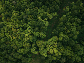 View of the green forest from above. Beautiful aerial picture. Abstract texture concept. Postcard of structure. Ecological scenery woodland and nature.