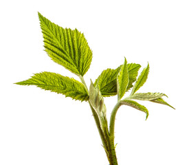 green raspberry garden leaves on a white background