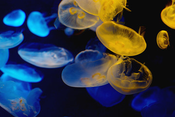 水族館のクラゲ