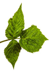 green raspberry garden leaves on a white background