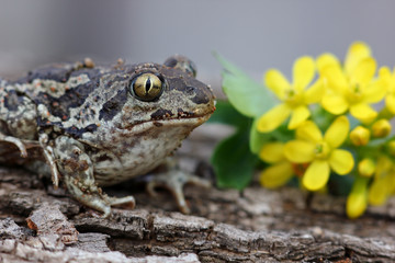 funny greeting card with a frog and flowers
