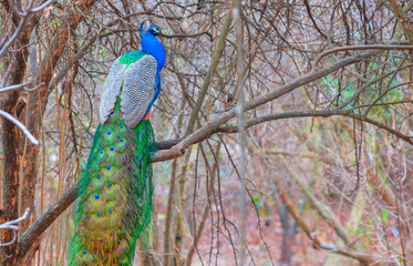 Naklejka premium Portrait of beautiful peacock sitting on a branch
