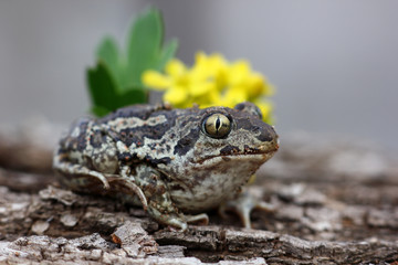frog with expressive eyes on a background with yellow flowers