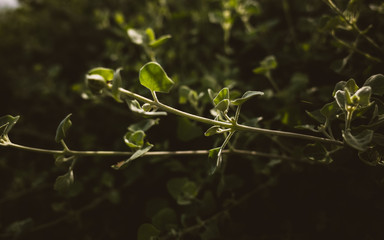 green leaves on a tree