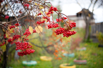 Red ripe bunches of viburnum berries hang on a tree branch, selective focus