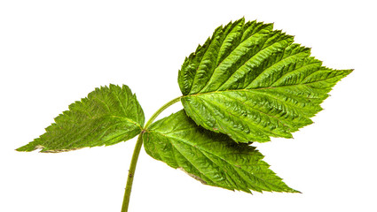 green raspberry garden leaves on a white background