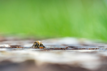 Close-up of a honeybee