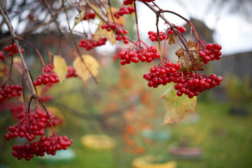 Red ripe bunches of viburnum berries hang on a tree branch, selective focus