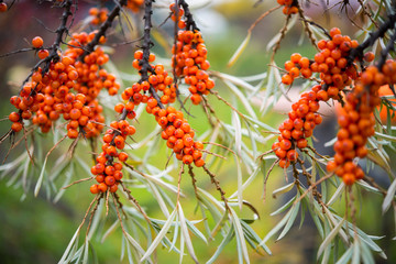 Ripe orange berries of sea-buckthorn berries hang on the branches of a tree, autumn berries, selective focus