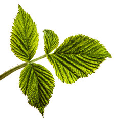 green raspberry garden leaves on a white background