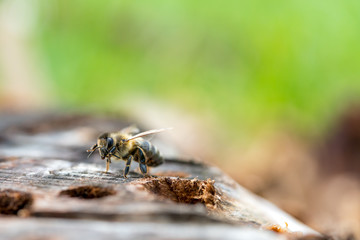 Close-up of a honeybee