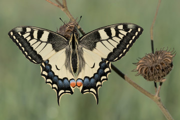 A wonderful butterfly, the Old World Swallowtail (Papilio machaon)