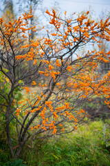 Ripe orange berries of sea-buckthorn berries hang on the branches of a tree, autumn berries, selective focus
