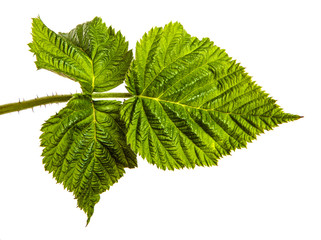 green raspberry garden leaves on a white background