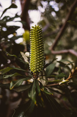 Young banksia flower