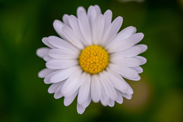 Daisy close up